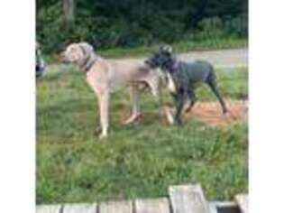 Great Dane Puppy for sale in Roseville, OH, USA