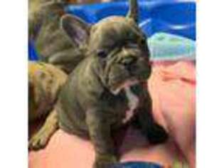 French Bulldog Puppy for sale in Black Creek, WI, USA