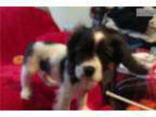 Cocker Spaniel Puppy for sale in Stillwater, OK, USA