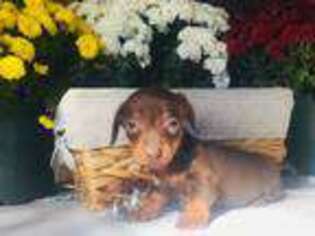 Dachshund Puppy for sale in Pottersville, MO, USA