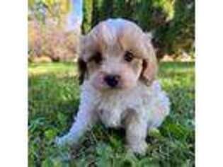 Cavapoo Puppy for sale in Owatonna, MN, USA