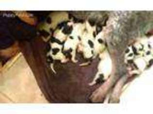 Bluetick Coonhound Puppy for sale in Smithville, TN, USA