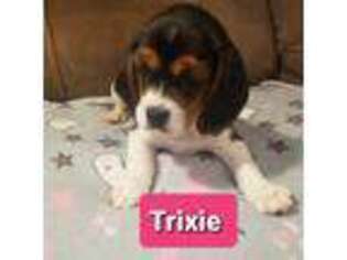 Cavalier King Charles Spaniel Puppy for sale in Lemoore, CA, USA