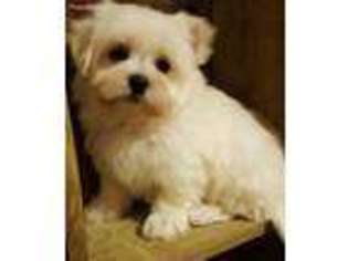 Maltese Puppy for sale in Center Ridge, AR, USA