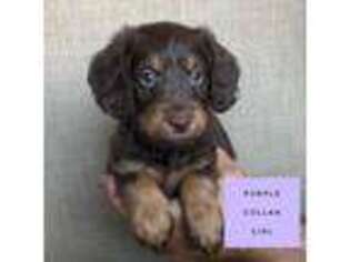 Labradoodle Puppy for sale in Las Vegas, NV, USA
