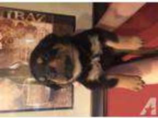 Rottweiler Puppy for sale in SULLIVAN, MO, USA