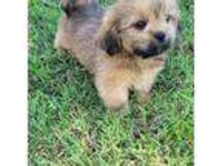 Mutt Puppy for sale in Jay, OK, USA