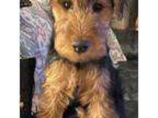 Welsh Terrier Puppy for sale in Columbus, OH, USA