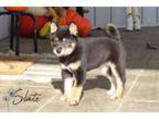 Shiba Inu Puppy for sale in Bernville, PA, USA