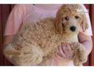 Goldendoodle Puppy for sale in Joplin, MO, USA