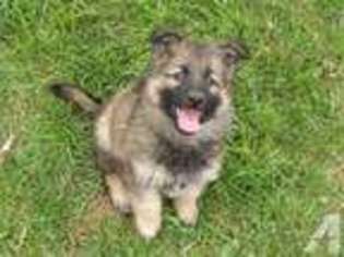 German Shepherd Dog Puppy for sale in GLYNDON, MN, USA