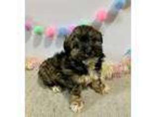 Havanese Puppy for sale in Norfolk, NE, USA