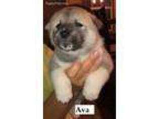 Akita Puppy for sale in Kellyville, OK, USA