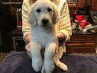 Mutt Puppy for sale in South Salem, NY, USA