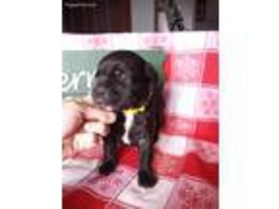 Cane Corso Puppy for sale in Boswell, IN, USA