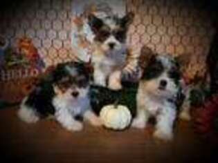 Yorkshire Terrier Puppy for sale in Idabel, OK, USA