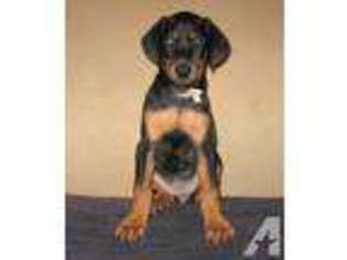 Doberman Pinscher Puppy for sale in ODENTON, MD, USA