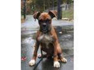 Boxer Puppy for sale in Durham, NC, USA