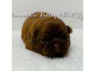 Mutt Puppy for sale in Fredericktown, MO, USA