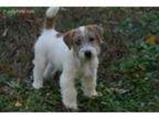 Jack Russell Terrier Puppy for sale in Aiken, SC, USA