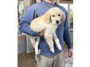 Golden Retriever Puppy for sale in Houston, MS, USA