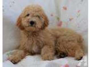 Labradoodle Puppy for sale in SUN CITY, CA, USA
