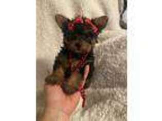 Yorkshire Terrier Puppy for sale in Muldrow, OK, USA