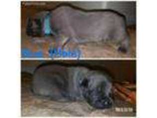 Cane Corso Puppy for sale in Atwater, CA, USA
