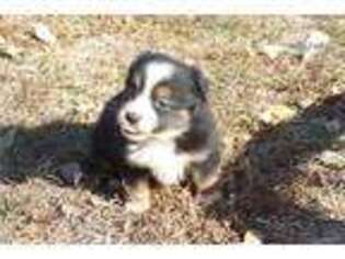 Miniature Australian Shepherd Puppy for sale in North Platte, NE, USA