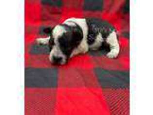 Mutt Puppy for sale in Campton, KY, USA