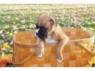 Boxer Puppy for sale in Elkhart, IN, USA
