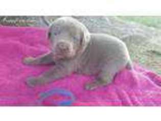 Labrador Retriever Puppy for sale in Smyrna, DE, USA