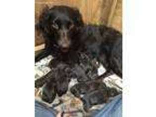 Boykin Spaniel Puppy for sale in Pollok, TX, USA