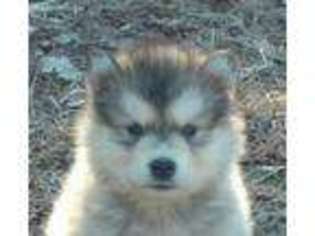 Alaskan Malamute Puppy for sale in Shelbyville, TN, USA