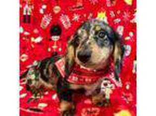 Dachshund Puppy for sale in Carthage, MO, USA