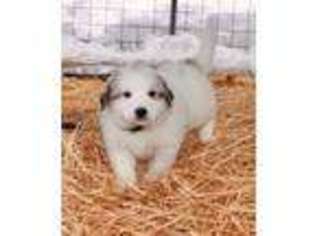 Great Pyrenees Puppy for sale in Spirit Lake, ID, USA