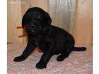 Labradoodle Puppy for sale in Clay Springs, AZ, USA