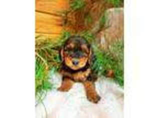 Airedale Terrier Puppy for sale in Sugarcreek, OH, USA