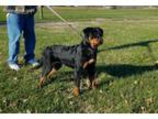Rottweiler Puppy for sale in Woodbury, TN, USA