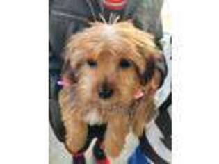 Shorkie Tzu Puppy for sale in Lawrenceburg, KY, USA