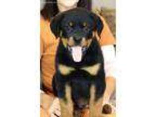 Rottweiler Puppy for sale in Reeds Spring, MO, USA