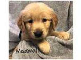 Golden Retriever Puppy for sale in Minerva, OH, USA