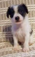 Jack Russell Terrier Puppy for sale in Nottingham, NH, USA