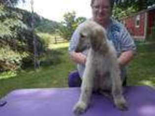 Afghan Hound Puppy for sale in Westminster, MD, USA