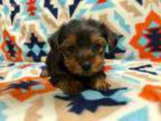 Yorkshire Terrier Puppy for sale in Petal, MS, USA