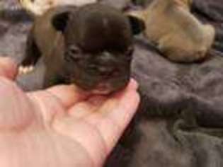 French Bulldog Puppy for sale in Moxee, WA, USA