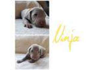 Weimaraner Puppy for sale in Henry, VA, USA
