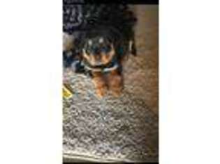 Rottweiler Puppy for sale in Victorville, CA, USA