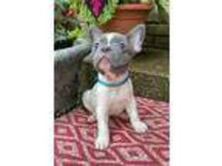 French Bulldog Puppy for sale in Georgetown, KY, USA