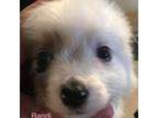 Mutt Puppy for sale in Sprague, WA, USA